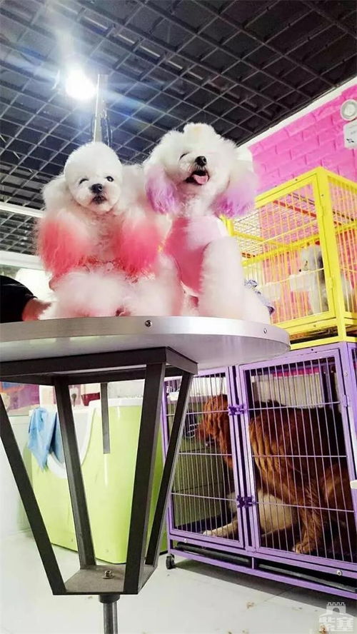 紫塞明珠 生活服务 承德私宠订制宠物美容放心舒心