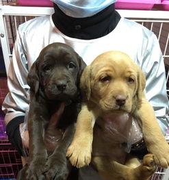 收售各种名犬名猫.宠物美容.寄养.用品