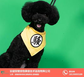 宠物美容费用 安徽双银宠物咨询公司 合肥宠物美容