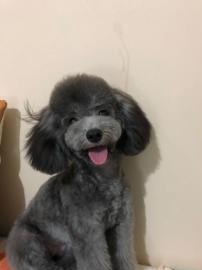 图 宠物狗狗美容造型上门服务 深圳宠物服务