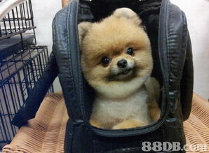 joyful pet house提供宠物美容等服务 pet pet beauty