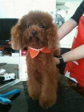 m m上门宠物美容服务 door2door pet grooming service 81088717 quality service reasonable price