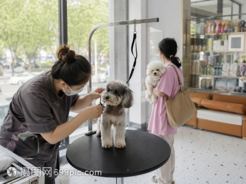 宠物美容店 让每一只小狗焕发光彩的专业服务