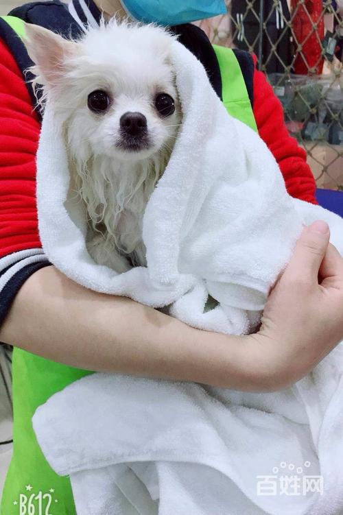 高端洗护,日韩造型,a级美容师精心修剪