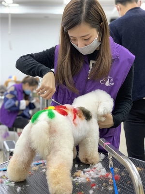宠物美容技术 入门难度与专业服务解析
