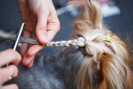 宠物美容师在兽医诊所的专业美容工作室头上披着约克郡犬毛毛
