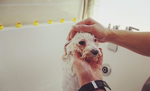 dogs maker小狗工厂宠物美容团购