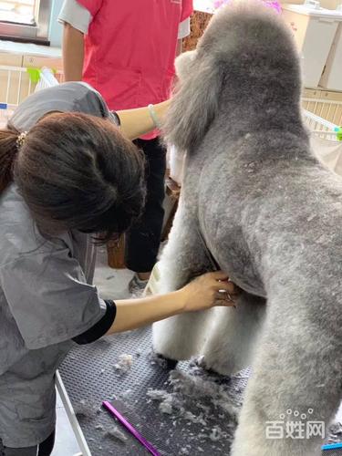 烟台宠物服务全景指南 配种与美容，让爱宠生活更美好