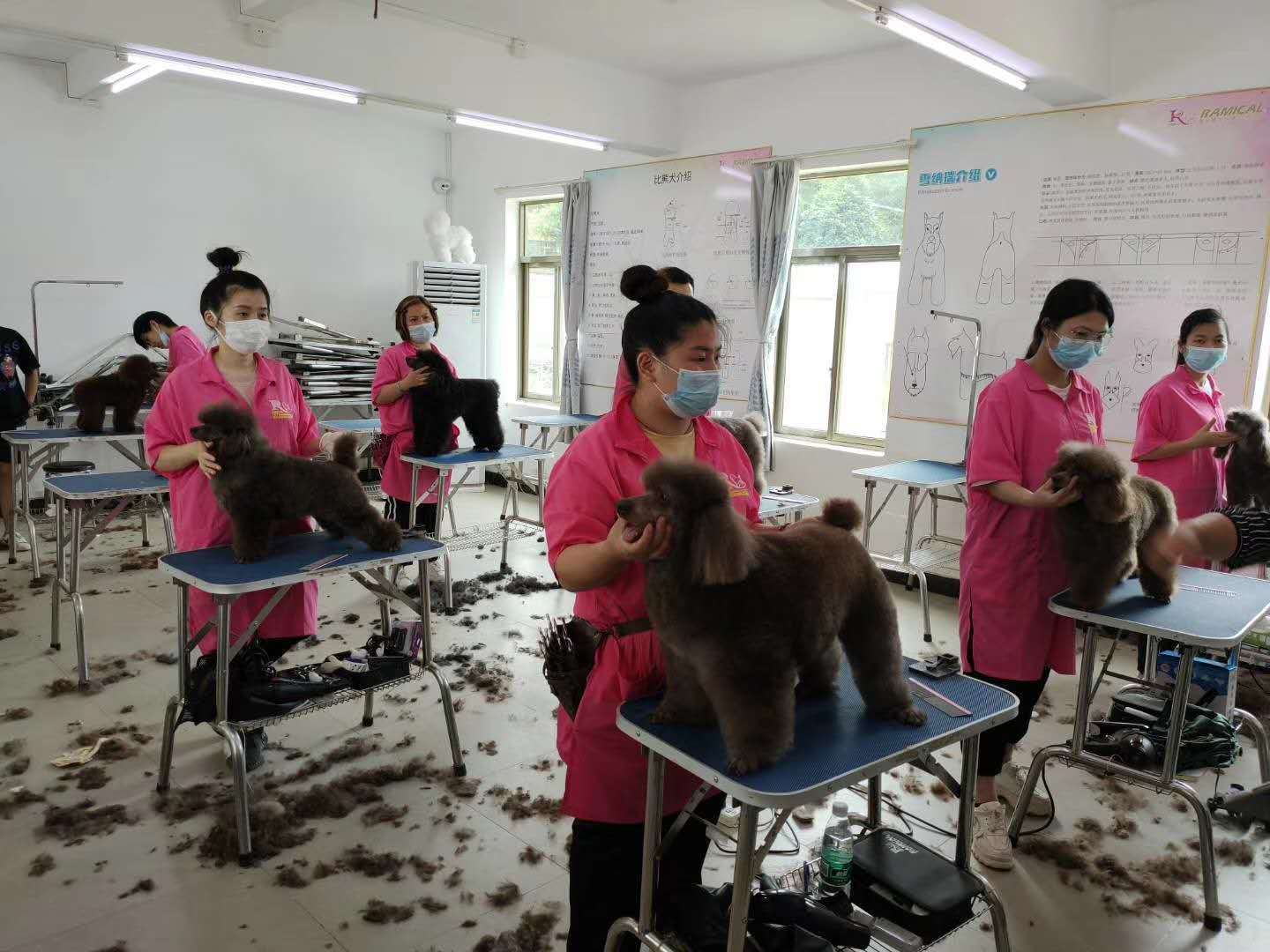 专业宠物美容师的摇蓝,雷米高宠物美容学校!